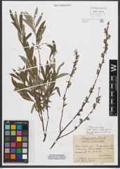 Foto von Salix purpurea L. x Salix rosmarinifolia L.